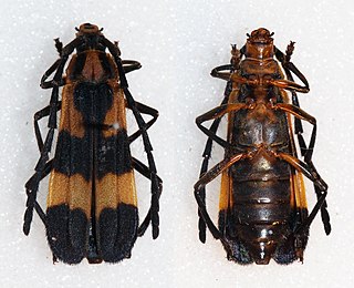 <i>Cosmoplatidius</i> Genus of beetles