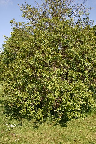 <i>Cotinus obovatus</i> Species of flowering plant