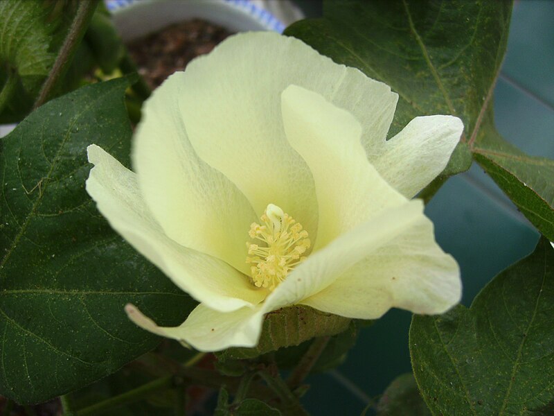 File:Cotton plant open flower1371.JPG