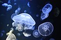 Cretaquarium Jellyfish.jpg