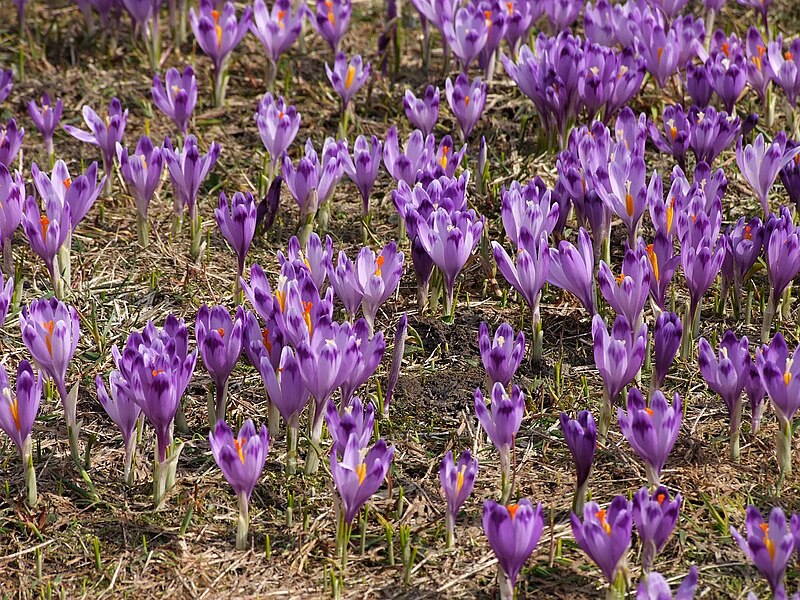 File:Crocus scepusiensis a6.jpg