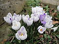 Crocuses in flower at Newport Cemetery, Newport, Isle of Wight in March 2012.