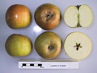 Cross section of Morris's Russet, National Fruit Collection (acc. 1947-046).jpg