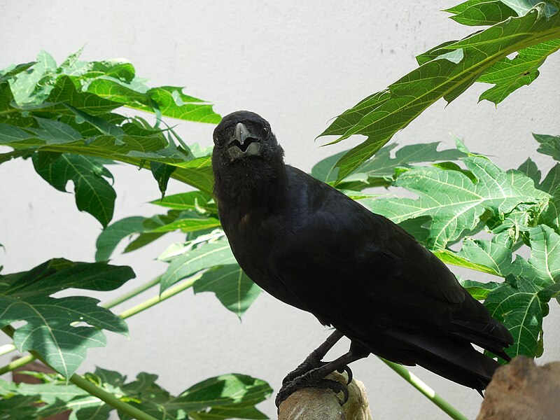 File:Crow at the Adyar Poonga.JPG