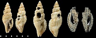 <i>Cryoturris lavalleana</i> Species of gastropod