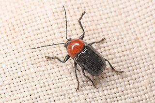 <i>Cryptocephalus sanguinicollis</i> Species of beetle