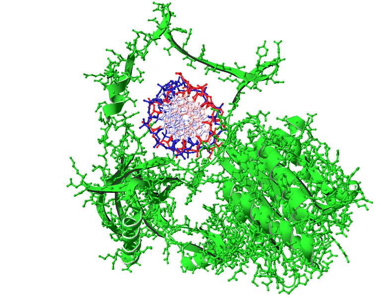 File:Crystal Structure of the Ku70 - 41.png