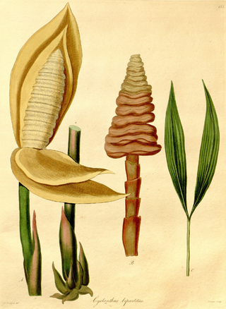 <i>Cyclanthus bipartitus</i> Species of flowering plant