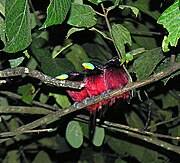 Three black-and-red broadbills roosting together on a branch