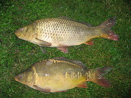 Karpis (Cyprinus carpio)