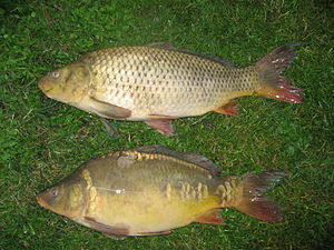 Cyprinus carpio.jpg