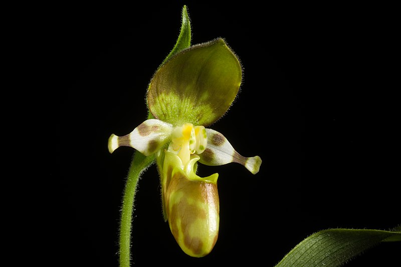 File:Cypripedium yatabeanum Makino, Bot. Mag. (Tokyo) 13 91 (1899) (46982683004).jpg