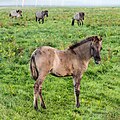 * Nomination Dülmen ponys in the Wildbahn in the Merfelder Bruch in the morning fog at sunrise, Merfeld, Dülmen, North Rhine-Westphalia, Germany --XRay 05:02, 28 August 2016 (UTC) Comment Noisy background --Moroder 14:00, 31 August 2016 (UTC) * Decline Yes noisy background and the lower half of the main horse is also noisy and not sharp. Sorry, we know you can do so much better than this. --W.carter 20:50, 31 August 2016 (UTC)