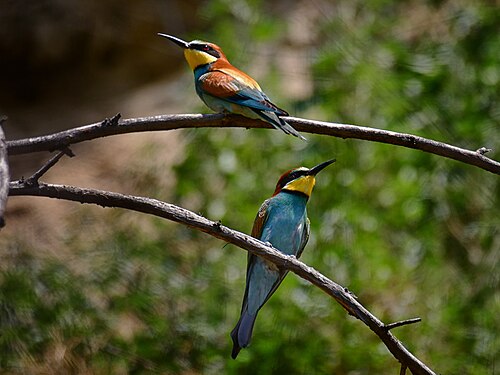 Bee eater in Zemun. Natural monument Zemun's loess profile. Photograph: Ivanbuki