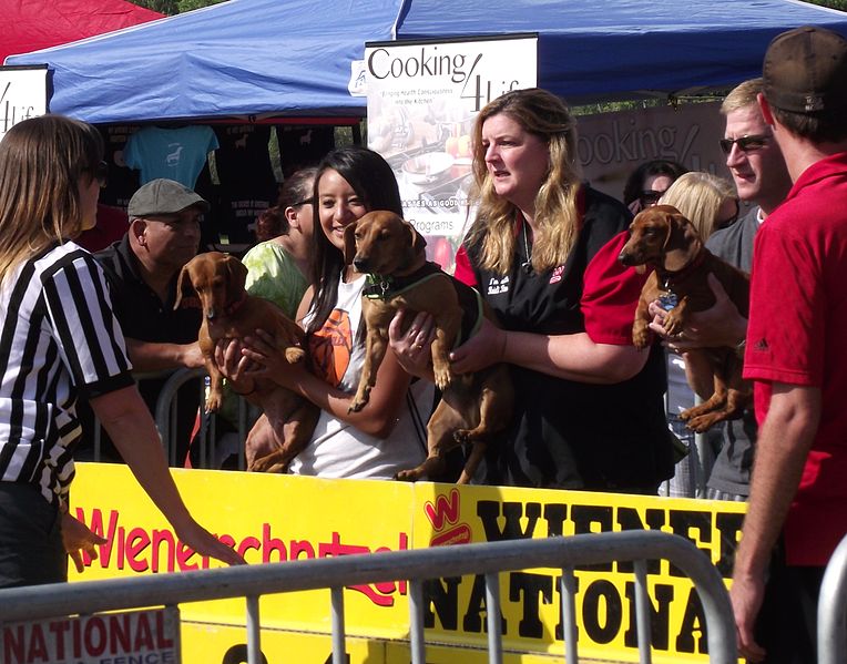 File:Dachshund races san diego, starting gate.jpg