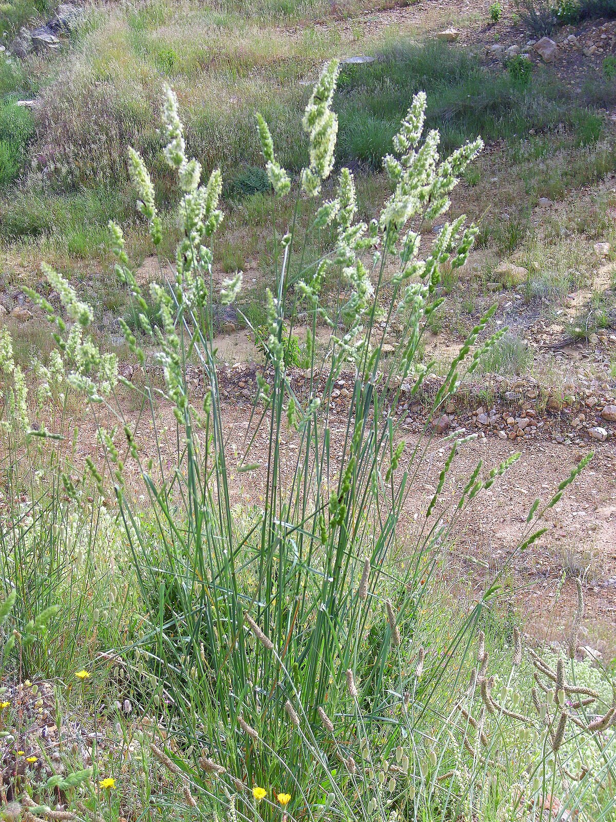 orchard grass identification