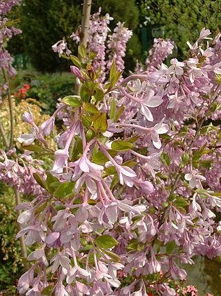 <i>Daphne genkwa</i> Species of shrub