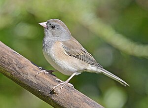 Dark-eyed Junco, Washington State 02.jpg