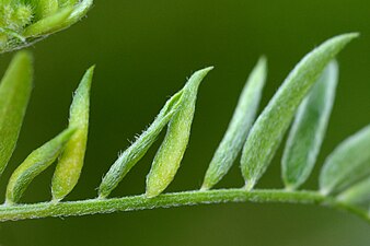 Dasineura spadicea on Vicia cracca