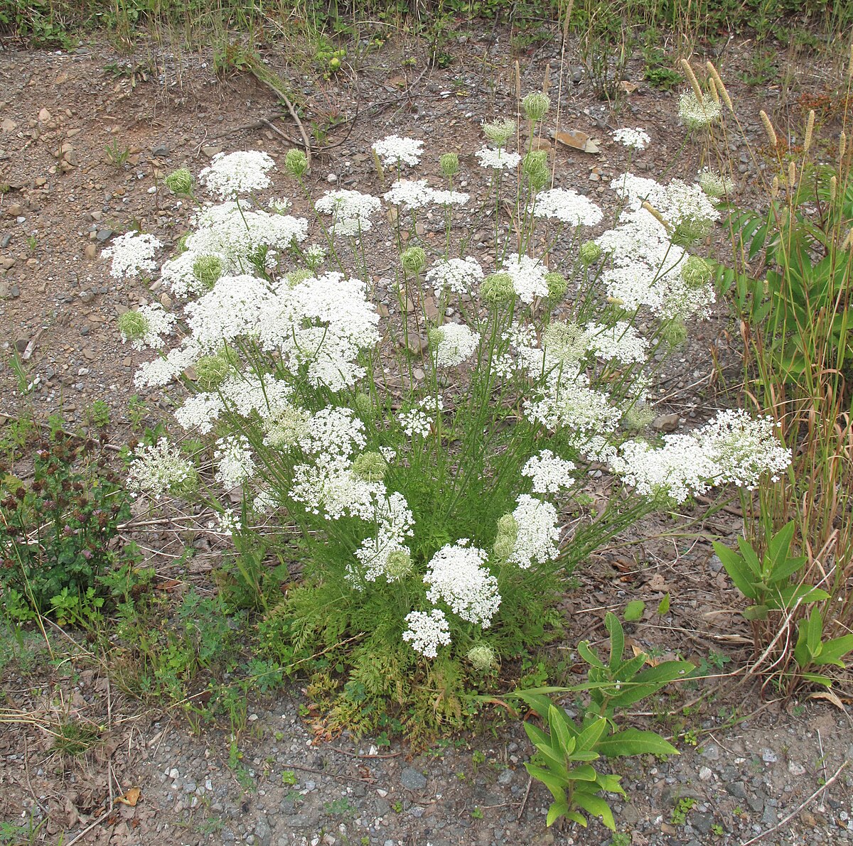 Daucus carota С†РІРµС‚РѕРє