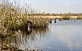 * Nomination The Alde Feans. Wetland nature reserve. Dead elzen (Alnus) in a flooded swamp forest. --Agnes Monkelbaan 04:22, 13 June 2023 (UTC) * Promotion  Support Good quality -- Johann Jaritz 04:23, 13 June 2023 (UTC)