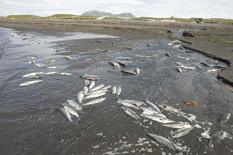 File:Dead fish on coast.jpg