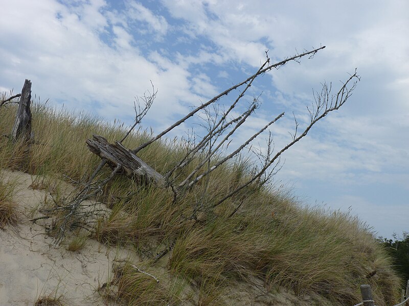 File:Dead trees in Słowiński National Park 01.JPG