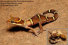 Deccan yer geko Geckoella deccanensis Krishna Khan.jpg tarafından