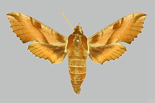 <i>Deilephila askoldensis</i> Species of moth