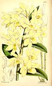 Dendrobium luteolum