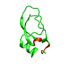 3D model of alpha-dendrotoxin. colored in red are positively charged amino acid residues in the N-terminus and the b-turn region that are believed to be important for potassium channel binding. Dendrotoxin alpha.jpg