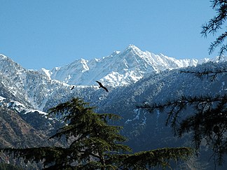 Dhauladar-Massiv und Himalaya-Zedern bei Dharamsala