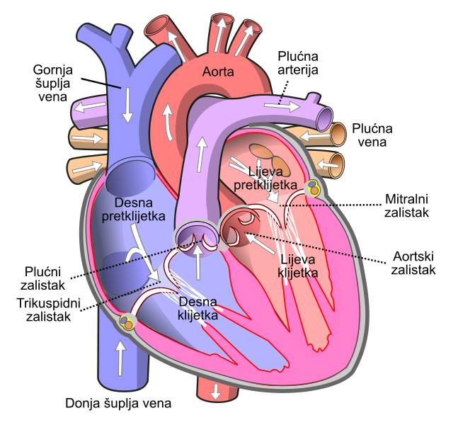 File:Diagram of the human heart hr.svg