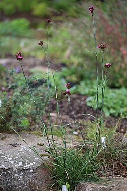 Dianthus borbasii 002 GotBot 2016.jpg