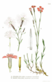 Dianthus superbus, D. deltoides (PNG version)