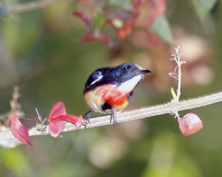 File:Dicaeum sanguinolentum male.jpg