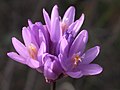 Miniatura para Dichelostemma