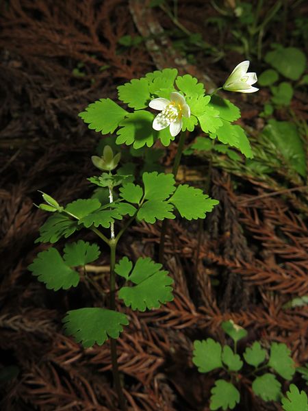 File:Dichocarpum trachyspermum 1.JPG