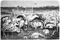Die Gartenlaube (1880) b 109.jpg Flamingos auf dem Sammelplatze. Originalzeichnung von Gustav Mützel (S)