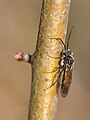 Dieses könnte ein dazugehöriges Männchen sein. Es ist etwas kleiner und hat keine rote zeichnung an der Brust. Außerdem ist das Hinterleibsende dunkel. Dies sind analoge unterschiede wie sie auch bei Dolerus germanicus auftreten.