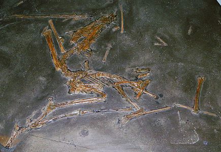 Espècimen GPIT 1645/1. Museu de Paleontologia de Tuebingen