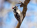 Image 4Downy woodpecker foraging in Green-Wood Cemetery