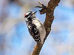 Thumbnail for File:Downy woodpecker in GWC (33941).jpg