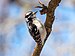 Downy woodpecker in GWC (33941).jpg