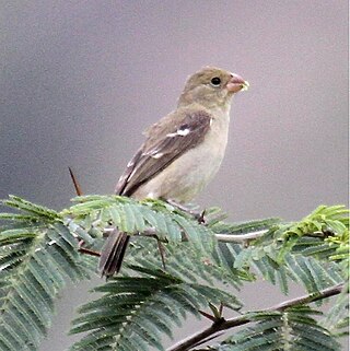 <span class="mw-page-title-main">Drab seedeater</span> Species of bird