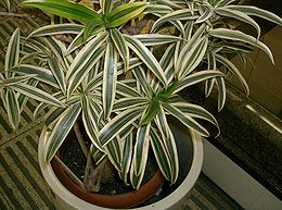 Pleomelė (Dracaena reflexa)