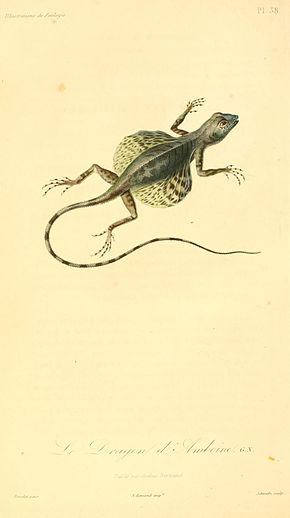 Descrierea imaginii Draco lineatus 1831.jpg.