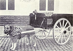 A drafting dog, 1915 Draught Dog from 1915.JPG