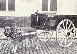 <span class="mw-page-title-main">Drafting dog</span> Dog bred for a specific type of work