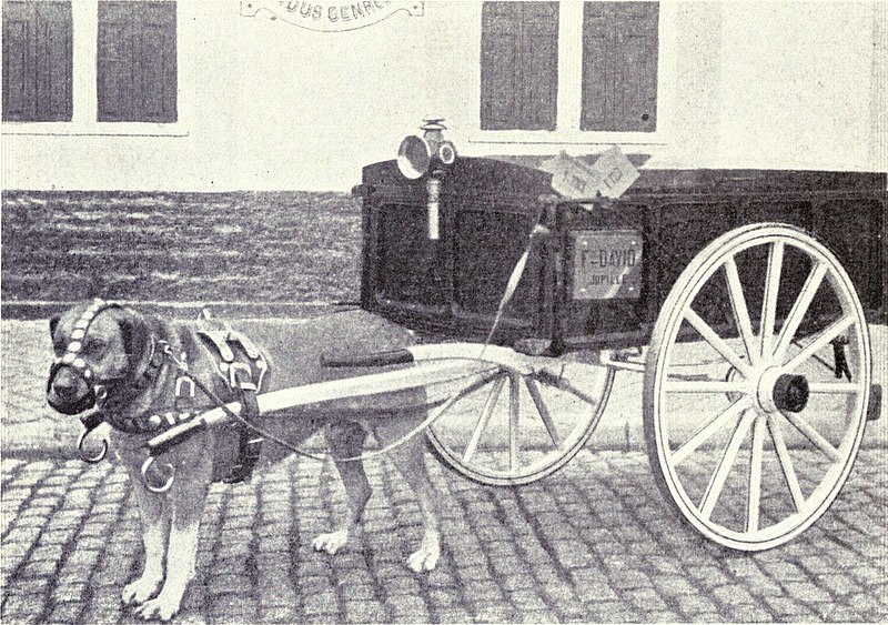 File:Draught Dog from 1915.JPG